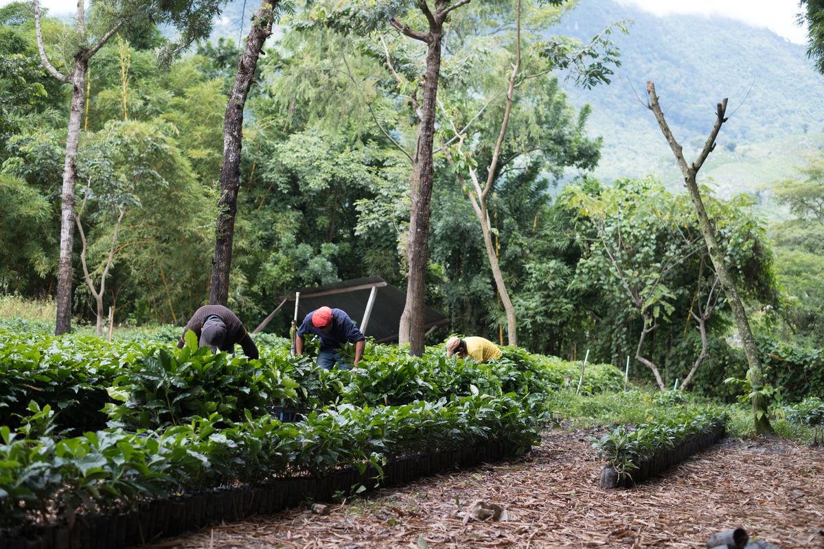 スターバックスが「スターバックス1億本の植樹プロジェクト」を展開するグアテマラの産地の様子(c) Starbucks