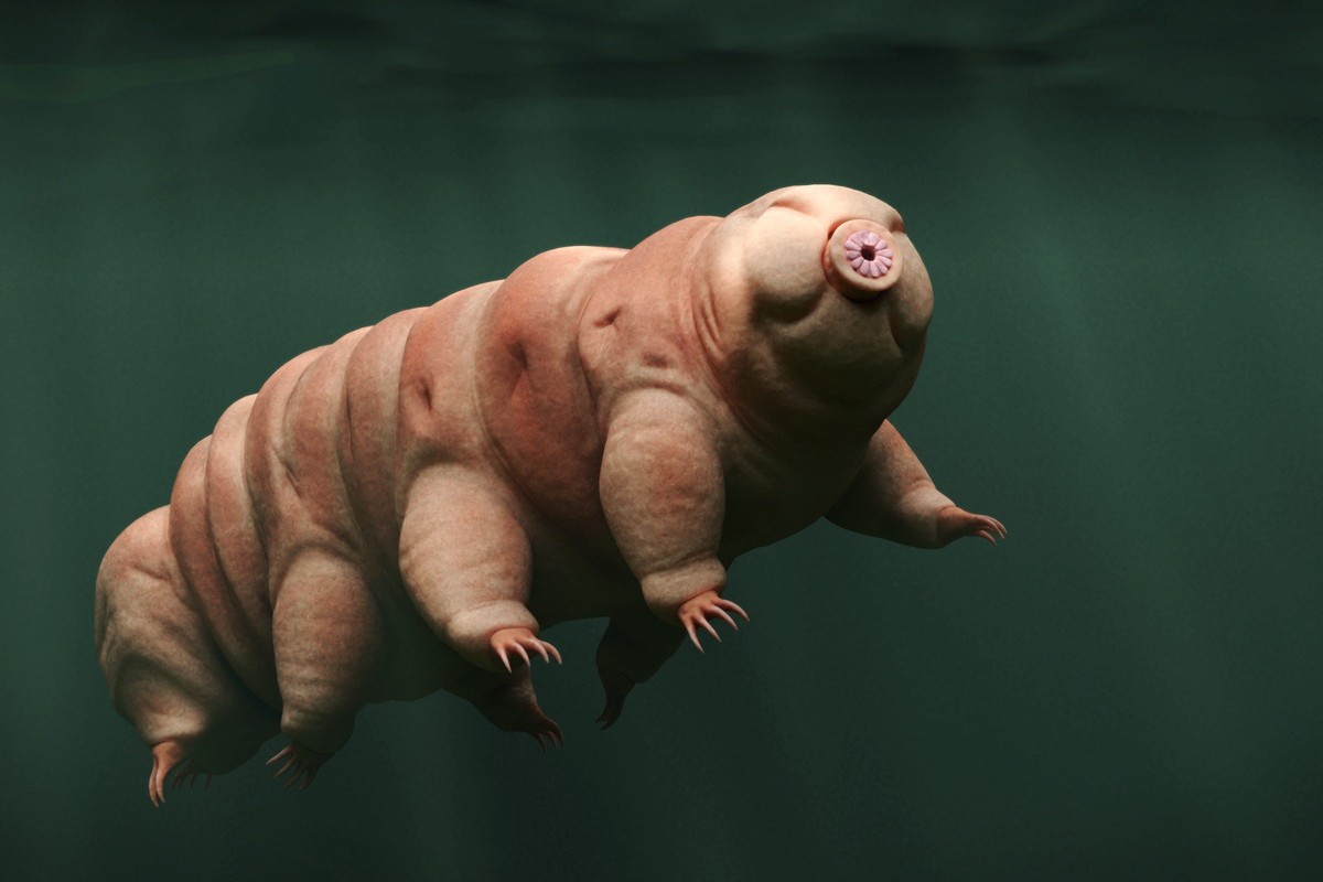 地球最強のサバイバル力、「クマムシ」の驚くべき3つの事実 | Forbes