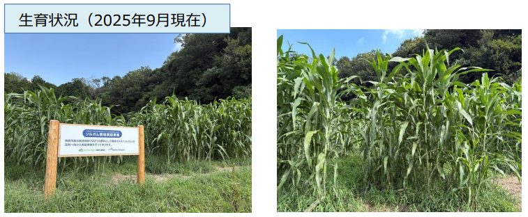 A滑走路北側の騒音対策用地で栽培実験中のスイートソルガム。