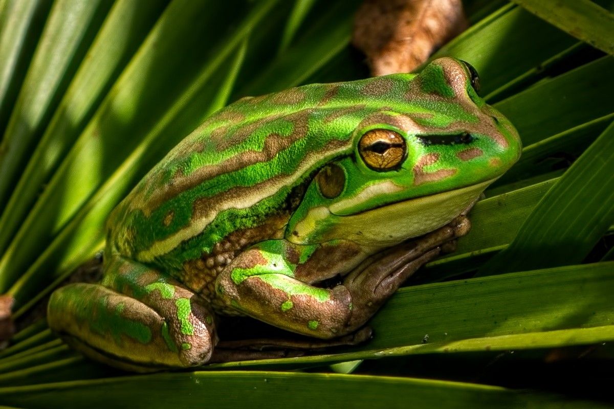 キンスジアメガエル（Shutterstock.com）