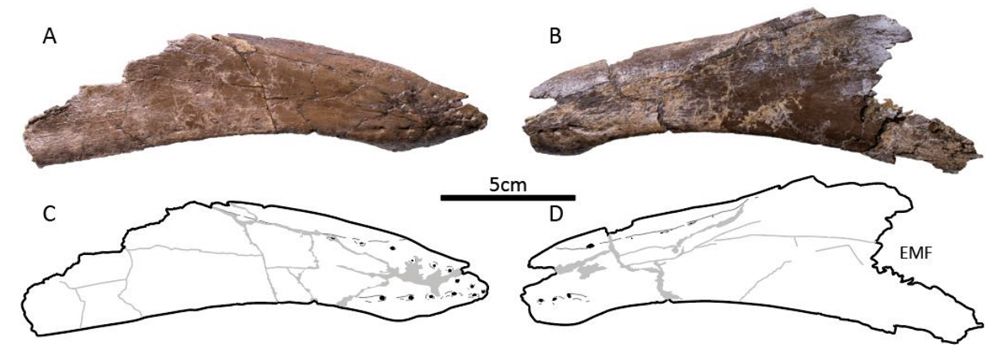 コリトサウルスの標本から見つかったデイノケイルスの下顎。