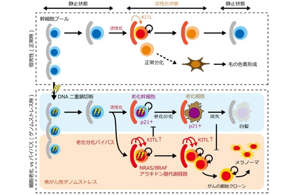 上は正常な状態。下はDNAの二重鎖が切断された場合。活性化状態に入ると、傷ついたDNAは老化して排除されるが、紫外線や発がん性物質のストレスを受けた場合はアラキドン酸代謝などで老化が抑制され、活性状態でがん化が進行する。