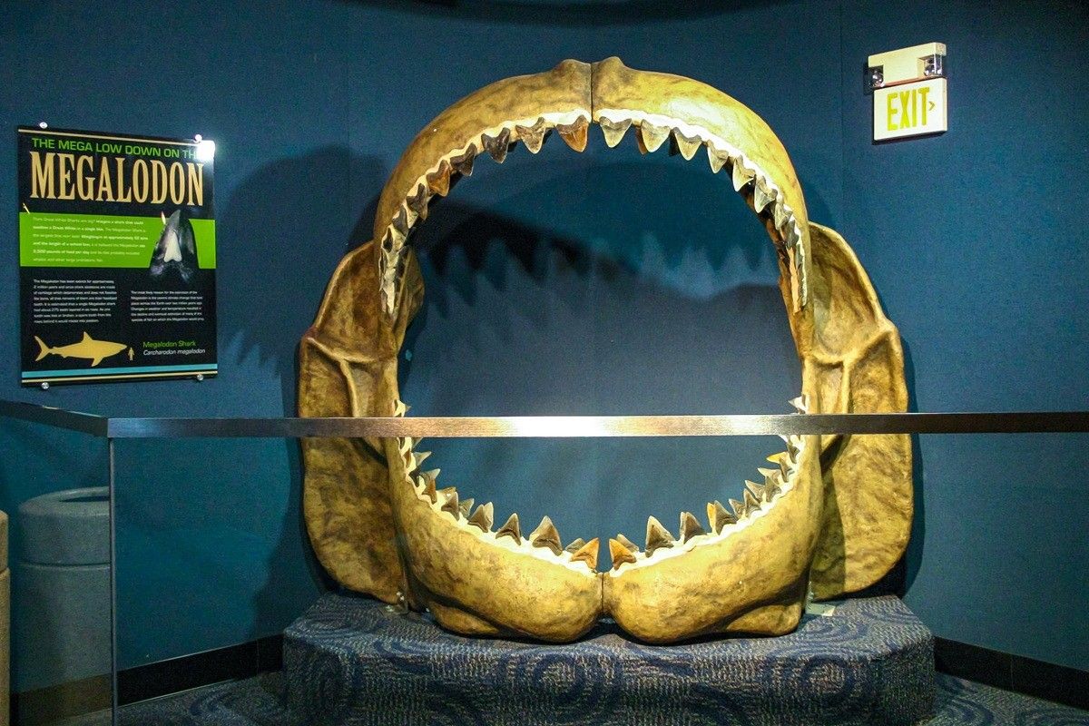 メガロドンの顎（Oleg Kovtun Hydrobio / Shutterstock.com）