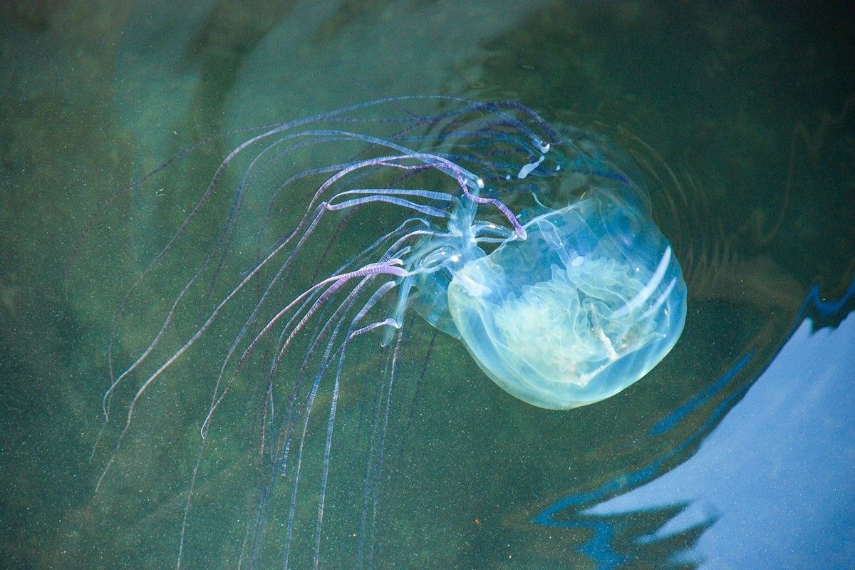 オーストラリアウンバチクラゲ（Shutterstock.com）
