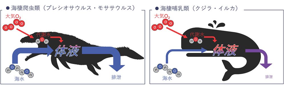 海棲生物の体液循環の違い。海棲爬虫類は体液が少ない。