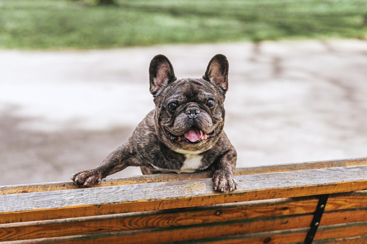 いま「一番人気の犬種」は?ベスト3とワースト3発表 あのブヒ系からバズらない名犬まで 米国 | Forbes JAPAN 公式サイト ...