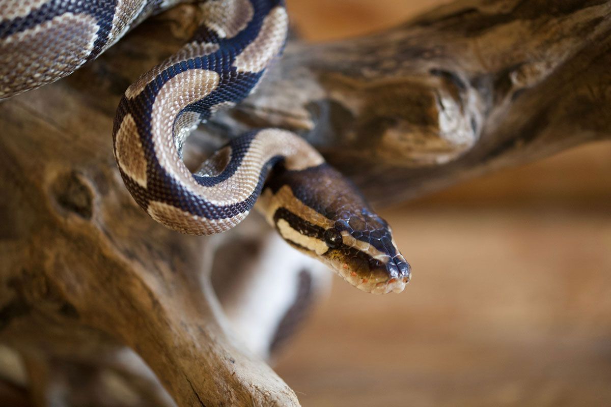 ボールニシキヘビ（Shutterstock.com）