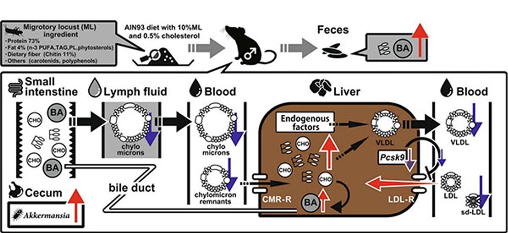 栄養研究のために作られた精製飼料AIN93にトノサマバッタ粉末を10パーセント、コレステロールを0.5パーセント混ぜて雄のラットに与えた実験の模式図。食餌脂質で構成される血中のカイロミクロン（CM）の血中脂質濃度の低下、消化管内に存在する胆汁酸の糞便排泄の促進、低比重型リポタンパク質（LDL）に存在する脂質濃度の低下、肝臓のLDL受容体であるLDLRを分解・不活性化するPCSK9（プロテイン転換酵素サブチリシン/ケキシン 9 型）の血中濃度が低下し、LDLの肝臓取り込みの増加が見られる。