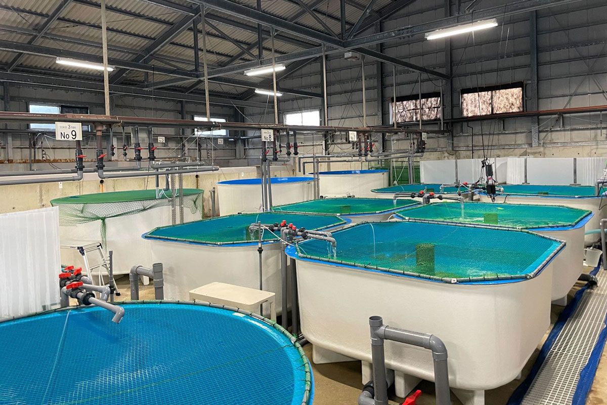 courtesy of Regional Fish