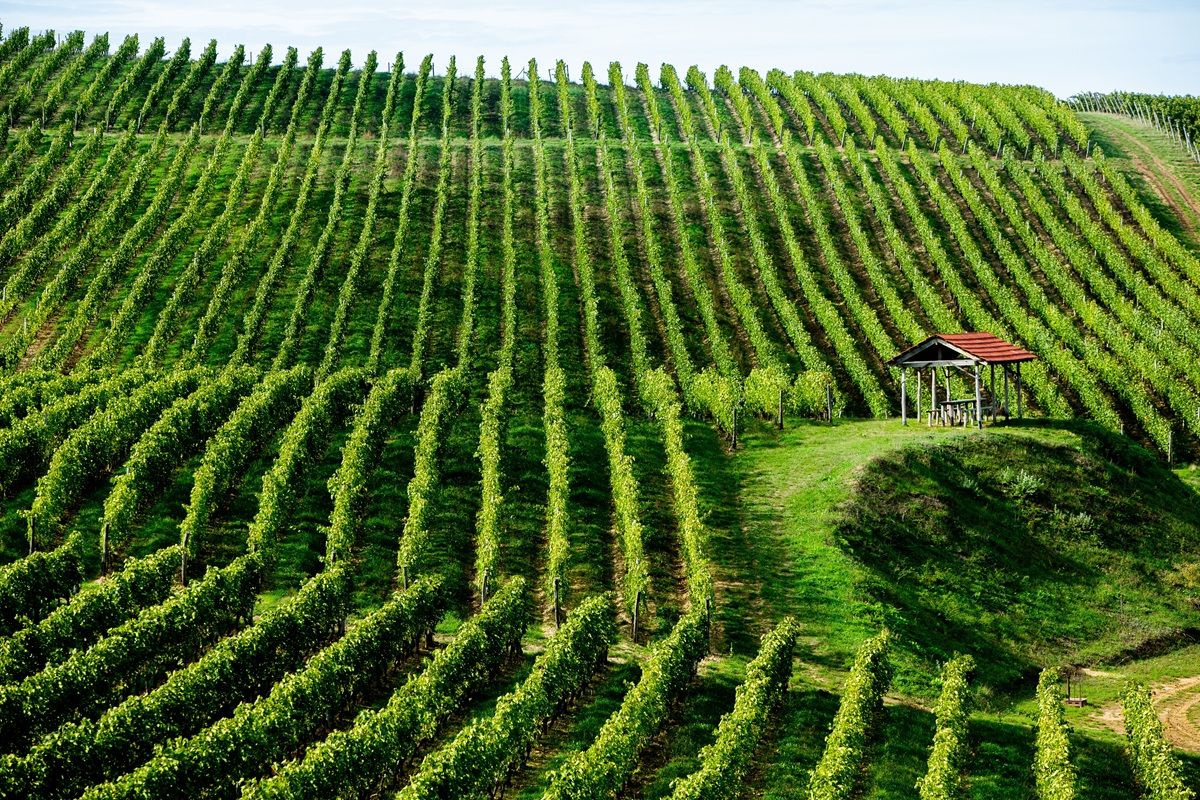 丘一面のぶどう畑(Shutterstock.com)