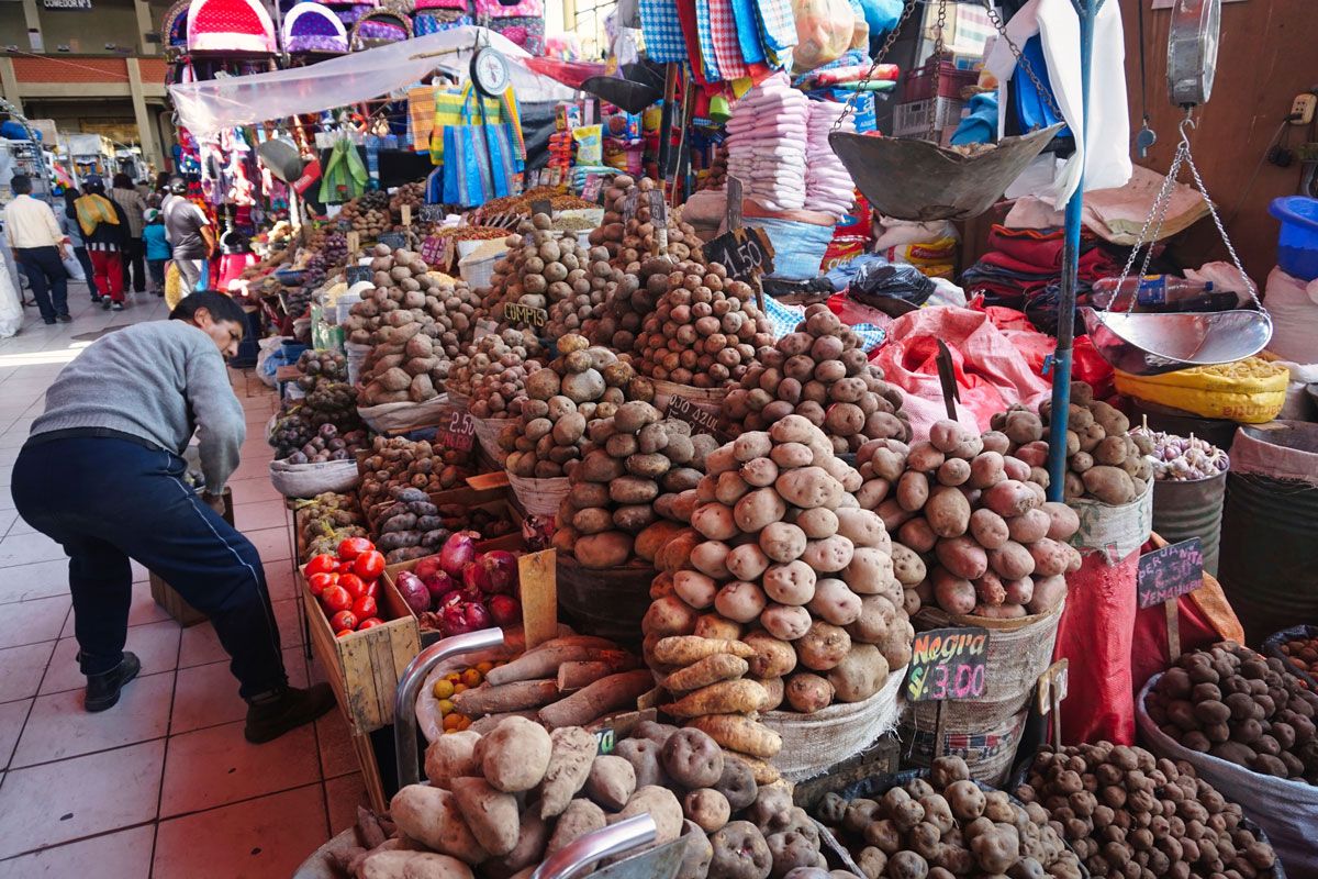 南米アンデス山脈原産のジャガイモ（Shutterstock.com）