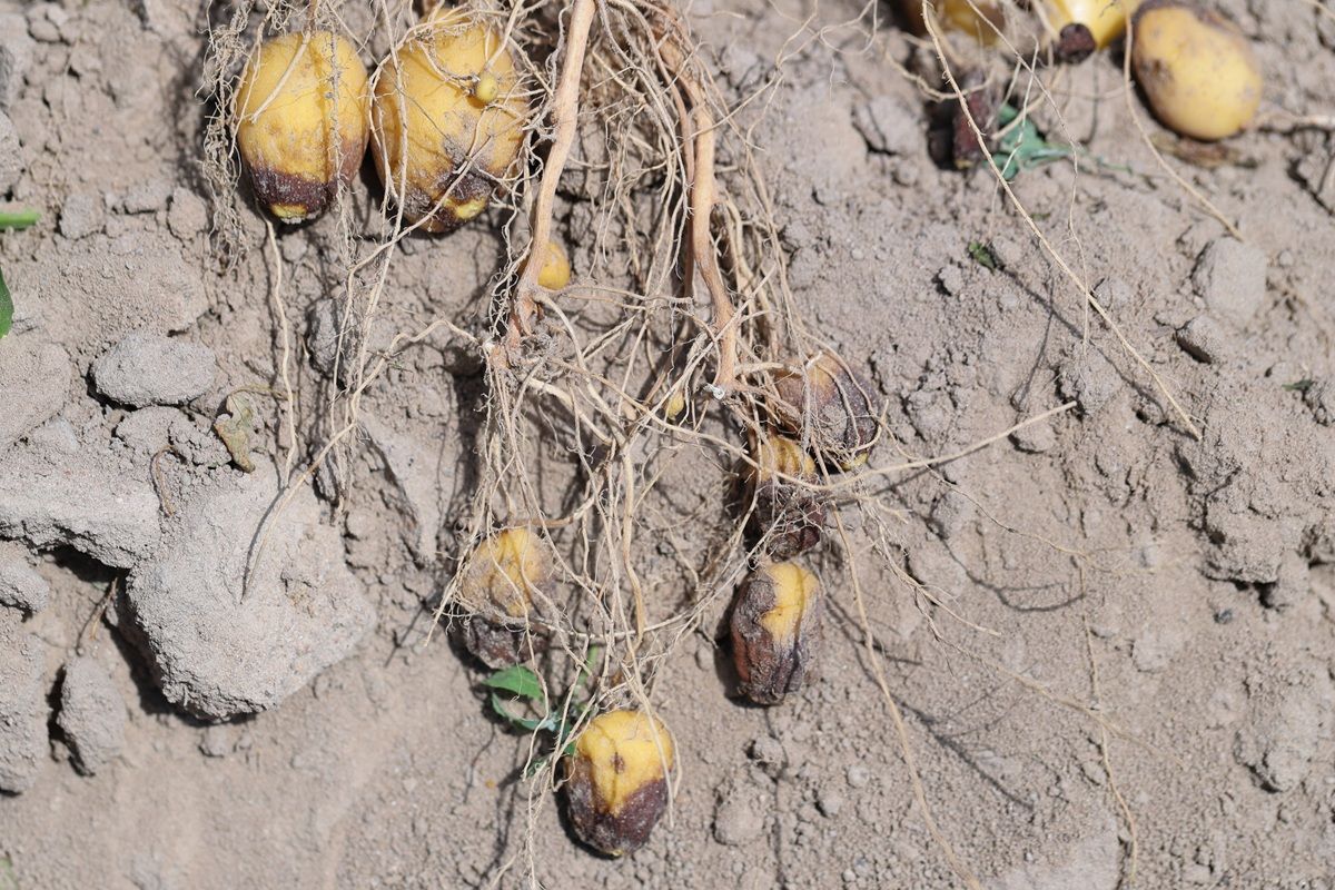ジャガイモ疫病菌に感染したジャガイモ（Shutterstock.com）