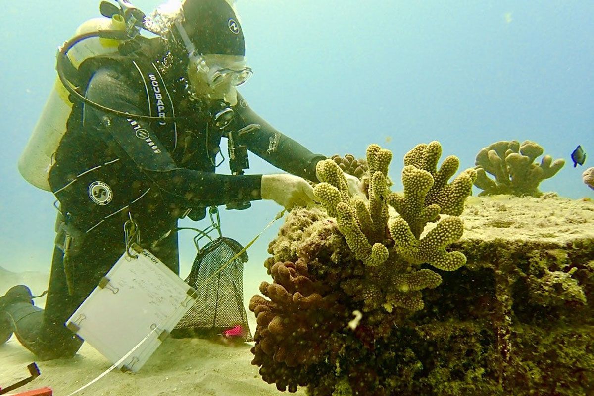 ハワイ・ワイキキ沖で進む REEFrame プロジェクト。3Dプリント構造にサンゴを移植し、失われた生態系の再生を目指します。(撮影：Hixon Lab, University of Hawaii) 
