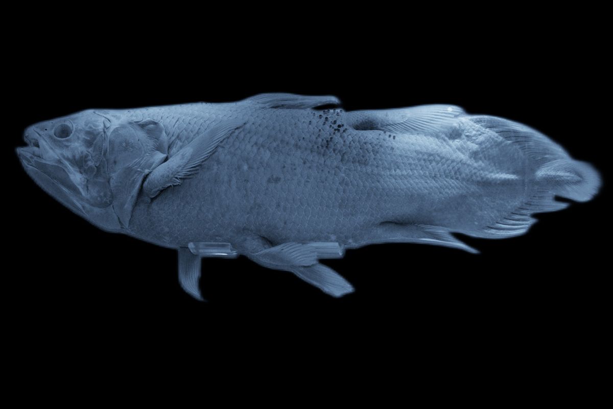 シーラカンス（Shutterstock.com）