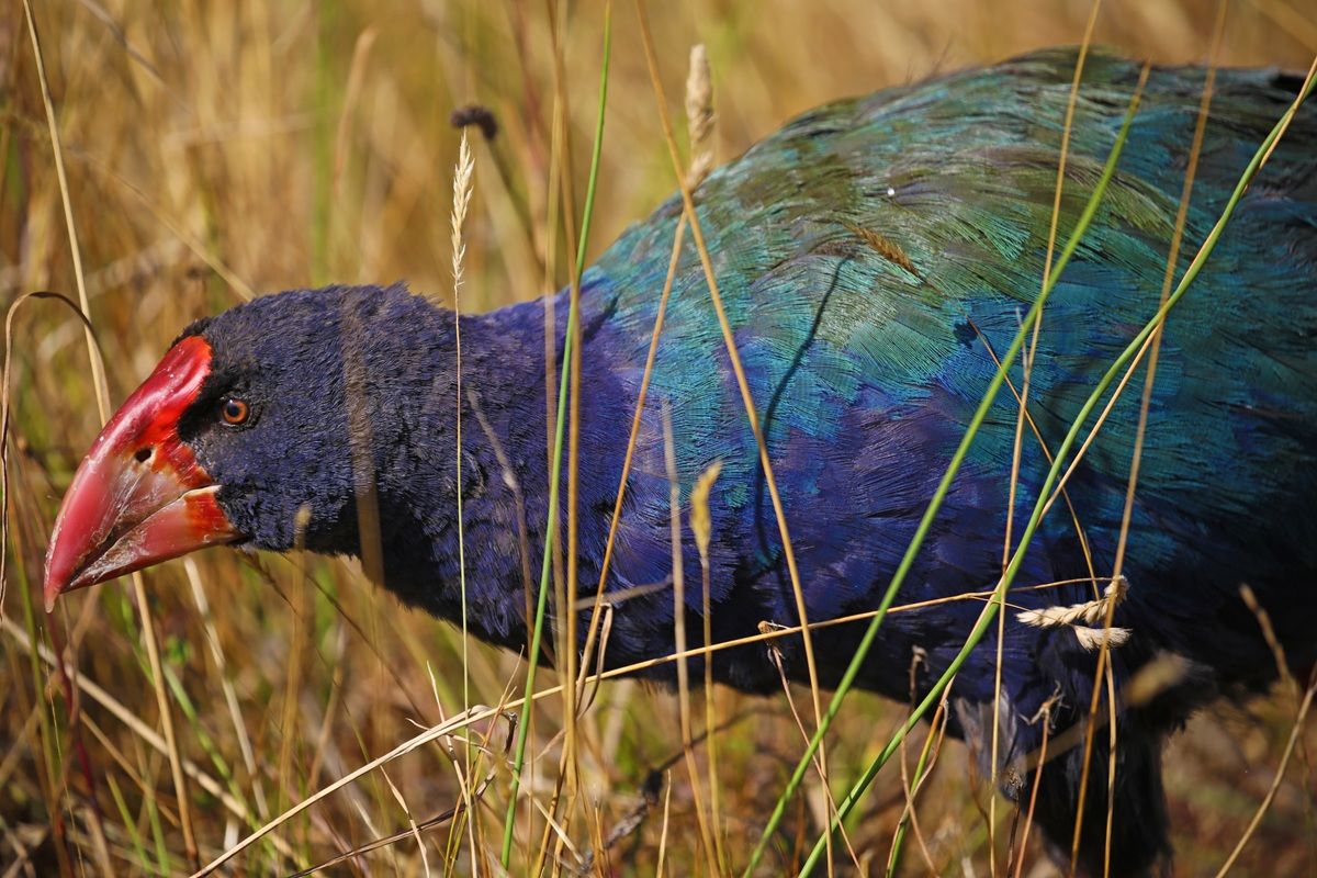 タカヘ（spatuletail / Shutterstock）