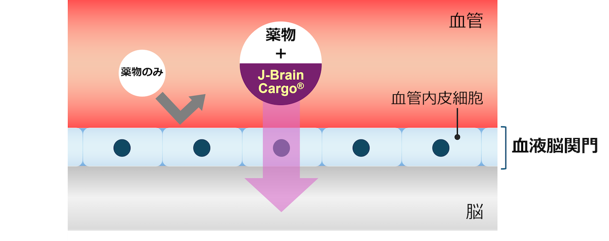 「J-Brain Cargo®︎」は、静脈内に投与した薬物を脳内に届ける技術だ。脳毛細血管の内皮細胞表面に発現しているレセプターを介することで、目的とする薬物の血液脳関門通過を実現。酵素や抗体などのタンパク質だけでなく、核酸、遺伝子治療に用いるウイルスベクターに至るまで、さまざまな医薬品への応用可能性を追求している。