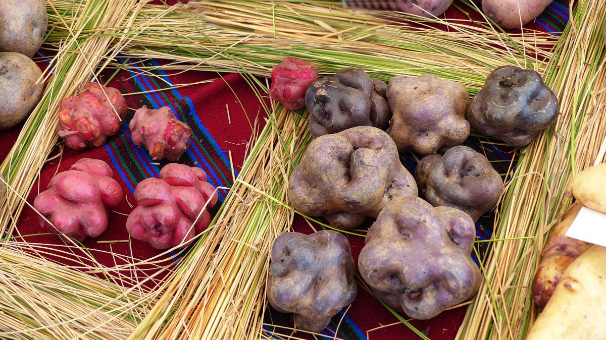 ジャガイモ(Shutterstock.com)