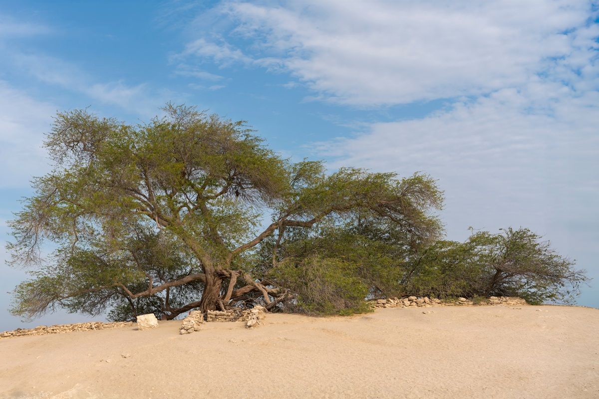 バーレーンの「命の木」（Shutterstock.com）