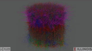 「Brain Modeling ToolKit」で作成したマウスの一次視覚野のモデル（アレン脳神経研究所ホームページより）