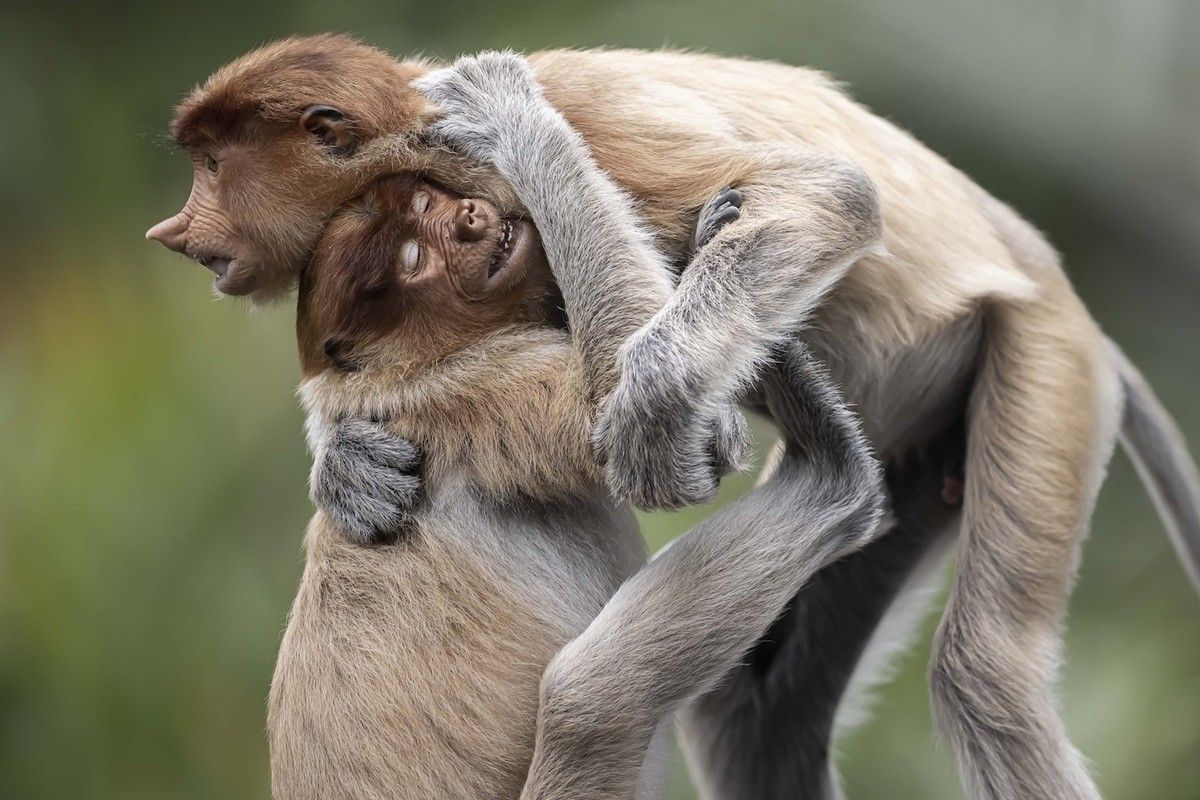 固く抱き合うような2頭のテングザル（(c) Daniel Valverde Fernández of Madrid, Spain. Photos courtesy of Nature's Best Photography, All rights reserved.）