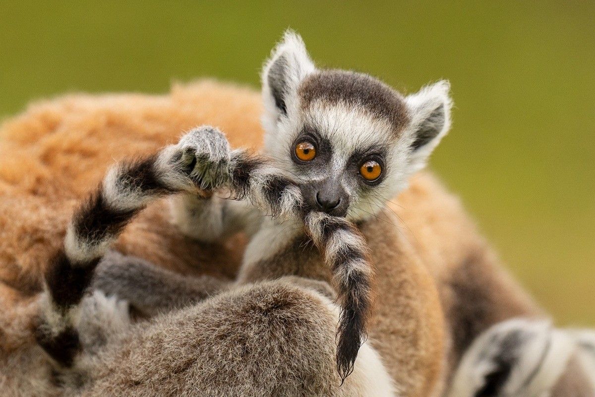 自らの尾をかじるワオキツネザル（(c) Andy Rouse of Wales, UK. Photos courtesy of Nature's Best Photography, All rights reserved.）