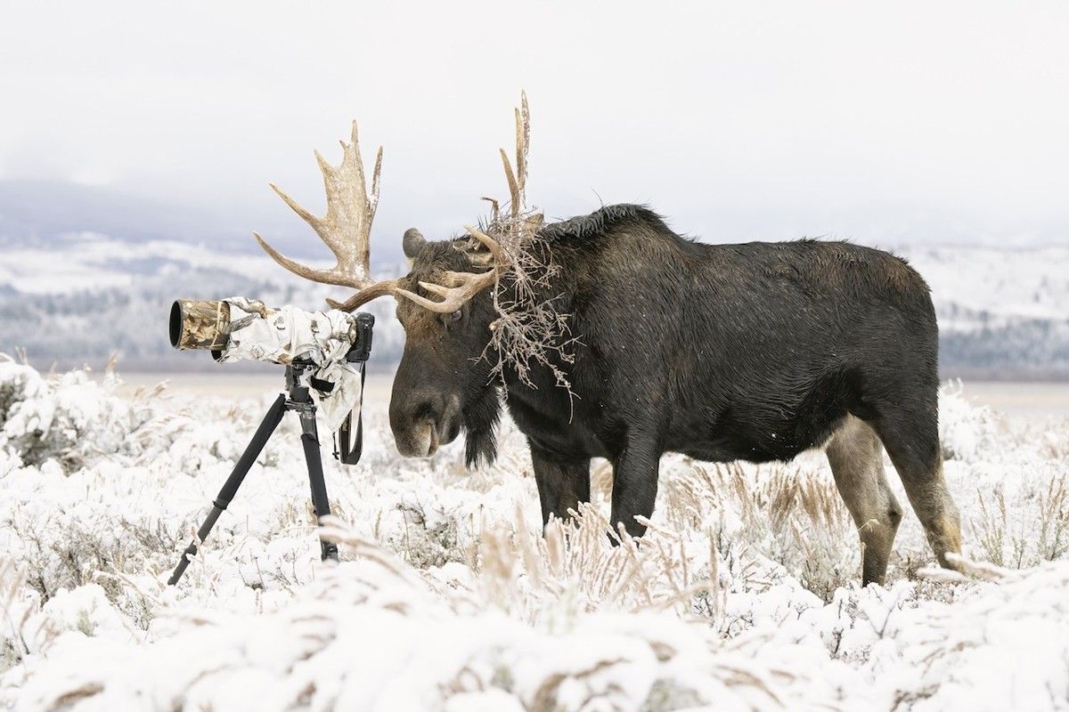 カメラの背後に立つオスのヘラジカ（(c) Deena R. Sveinsson of Estes Park, Colorado, USA. Photos courtesy of Nature's Best Photography, All rights reserved.）