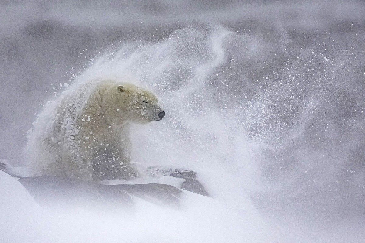 吹雪の中のホッキョクグマ（(c) Daniel Valverde Fernández of Madrid. Spain. Photos courtesy of Nature's Best Photography, All rights reserved.）