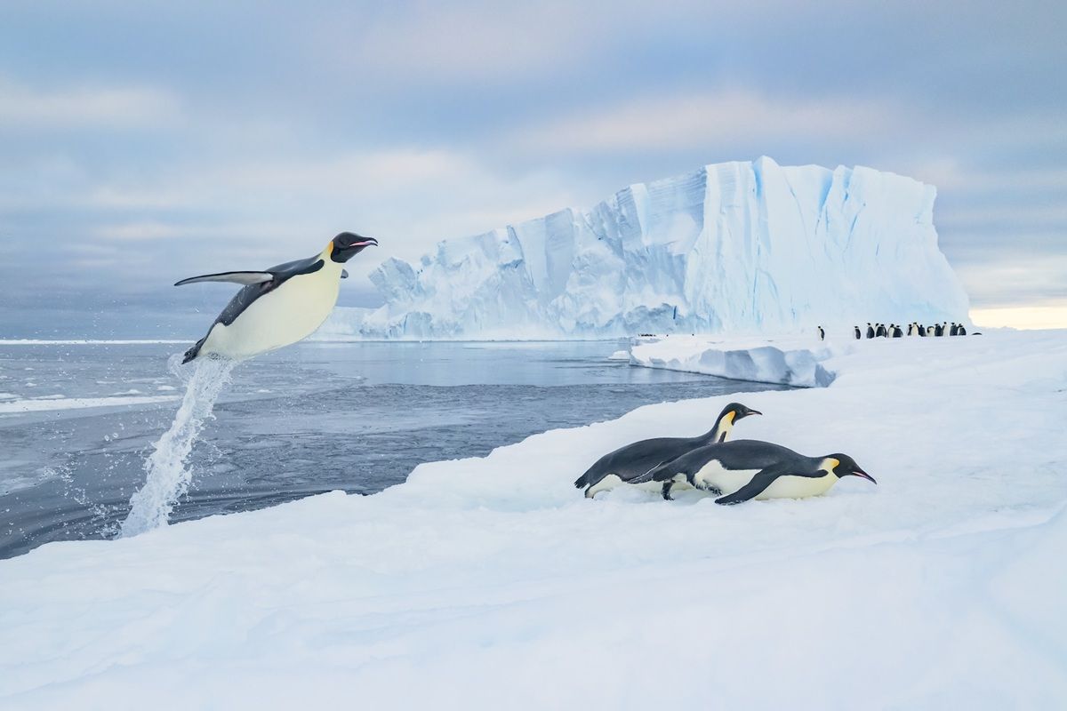 水中から飛び出し、氷の上をおなかで滑るコウテイペンギン（(c) Stefan Christmann of Boehmenkirch, Baden-Wuerttemberg, Germany. Photos courtesy of Nature's Best Photography, All rights reserved.）