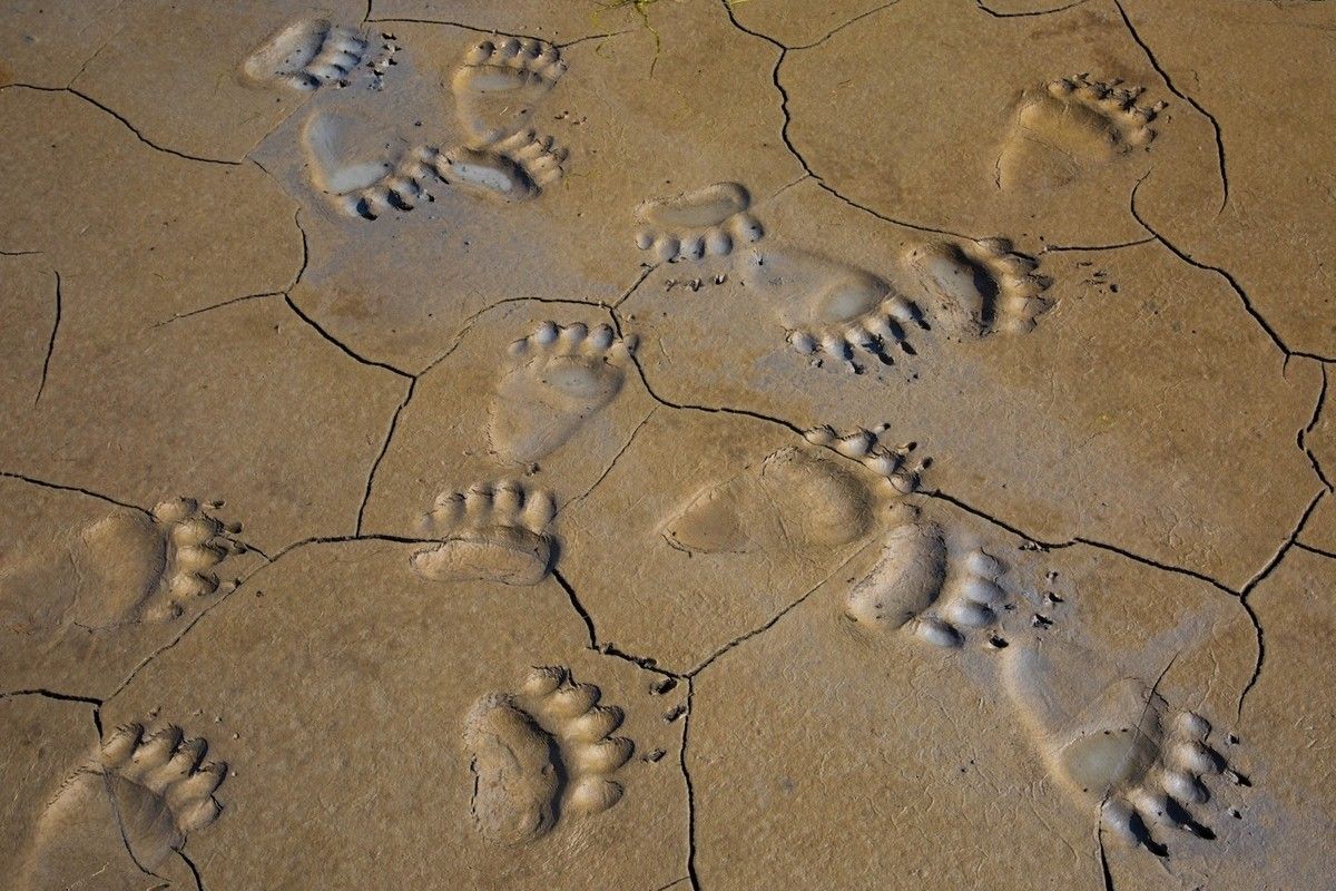 沼地を横切るグリズリーの足跡（(c) Henry H. Holdsworth of Jackson, Wyoming, USA. Photos courtesy of Nature's Best Photography, All rights reserved.）