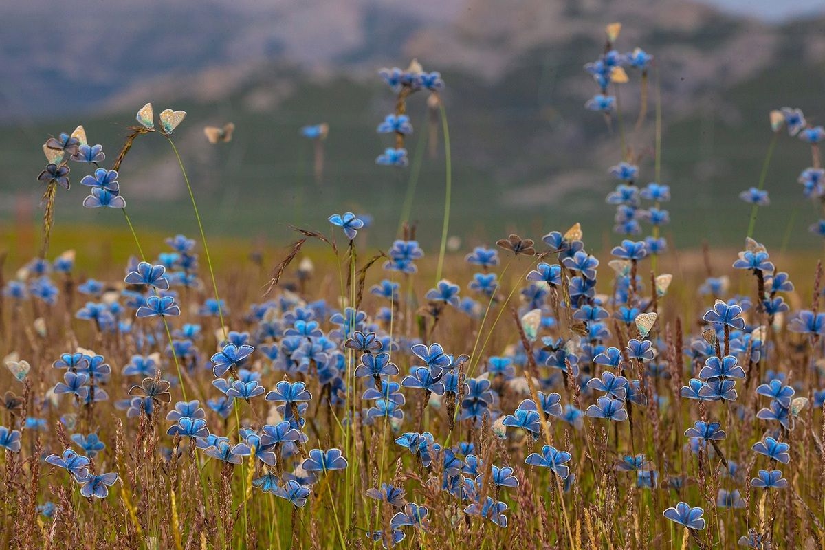 小さな花のように見えるエロスウスルリシジミ（(c) Haiyong Cai of Qinghai, China. Photos courtesy of Nature's Best Photography, All rights reserved.）
