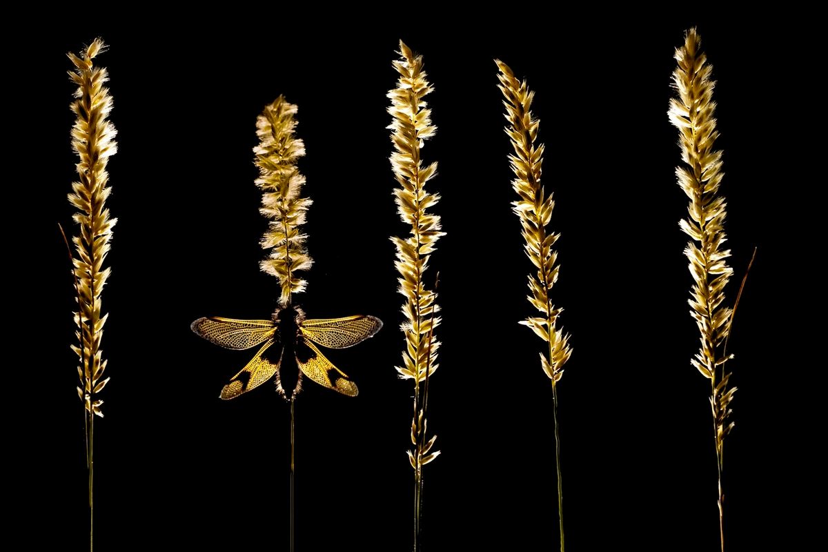 黄金色に輝くツノトンボ（(c) Thibault Andrieux of Mougins, Alpes-Maritimes, France. Photos courtesy of Nature's Best Photography, All rights reserved.）