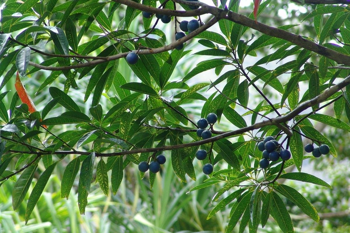 ハワイ、オアフ島ホオマルヒア植物園のブルーマーブル　Drew Avery