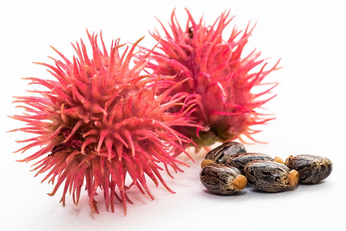 トウゴマの花と果実 (Shutterstock.com)