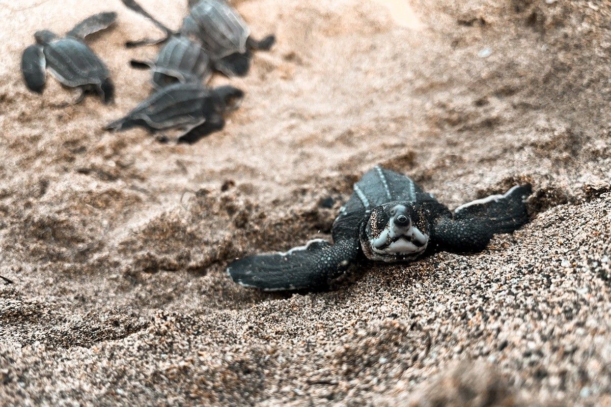 オサガメの幼体（Shutterstock.com）