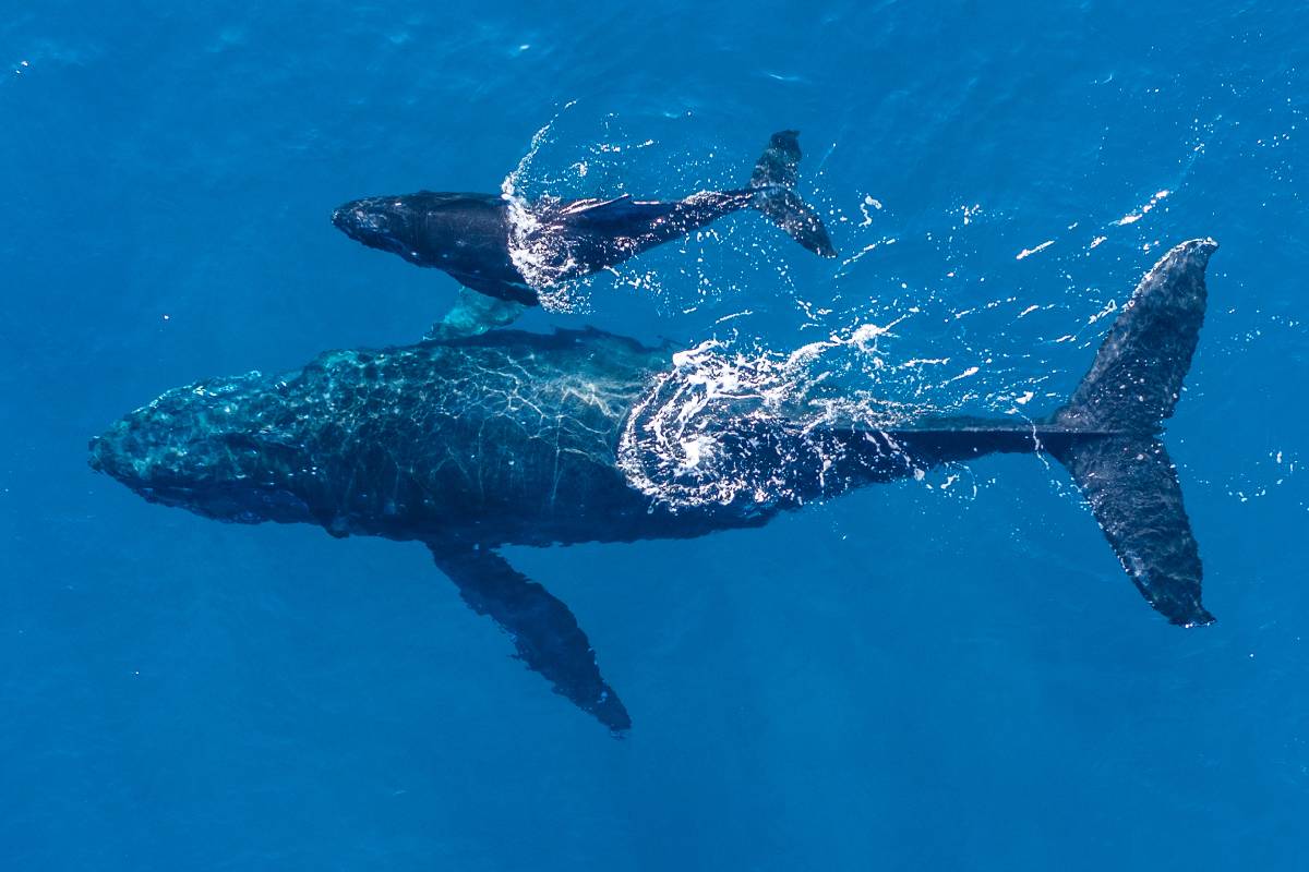 ハワイに行く前に知っておきたい：ザトウクジラに関する10の豆知識