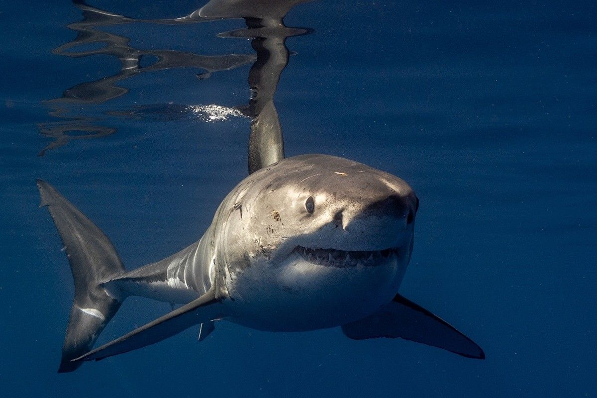 ホホジロザメ（Shutterstock.com）