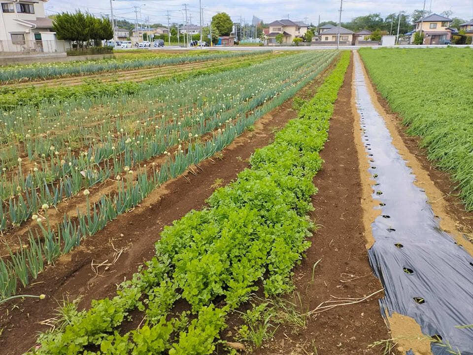 味坊が東京近郊の農園を借りて野菜の自社栽培を始めたのは2018年頃から。各店のメニューで使われる中国野菜の葉ニンニクやパクチー、小松菜、菜の花、空豆、ダイコンなどを栽培している