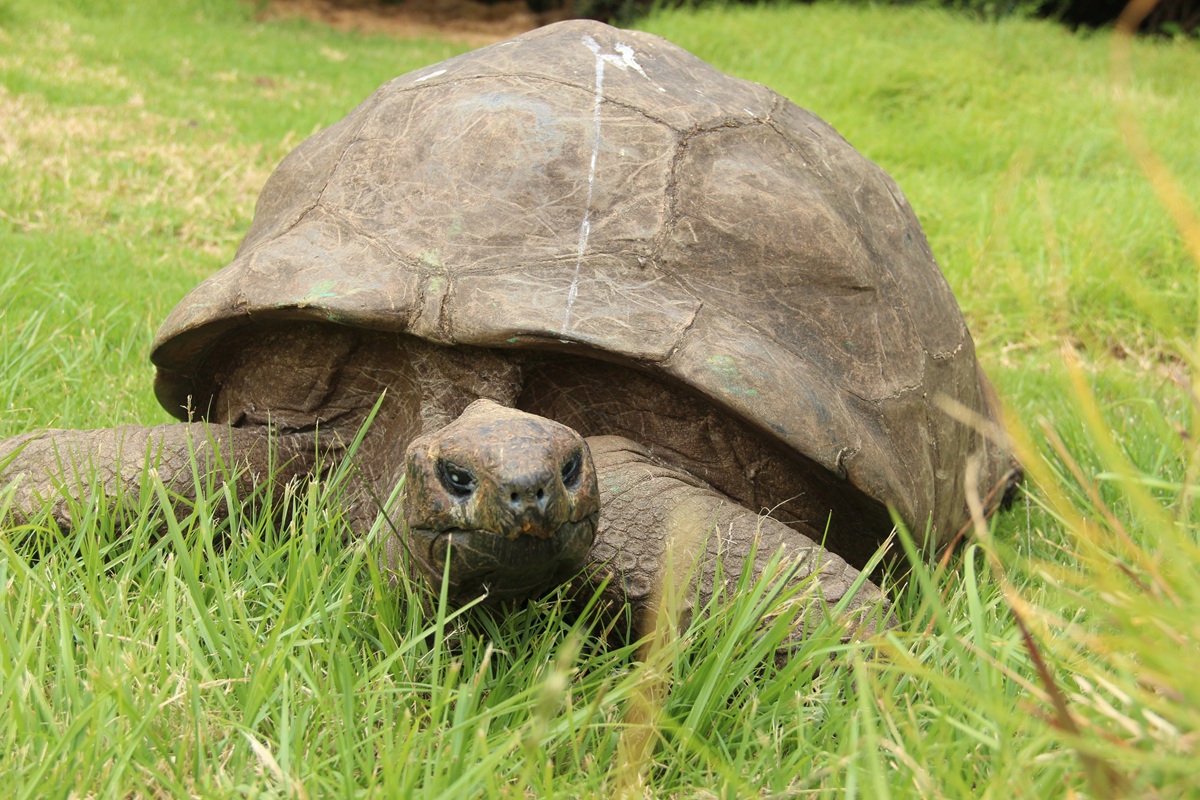 世界で最も長生きする（193歳）の陸生動物、進化は老化を「ほとんど