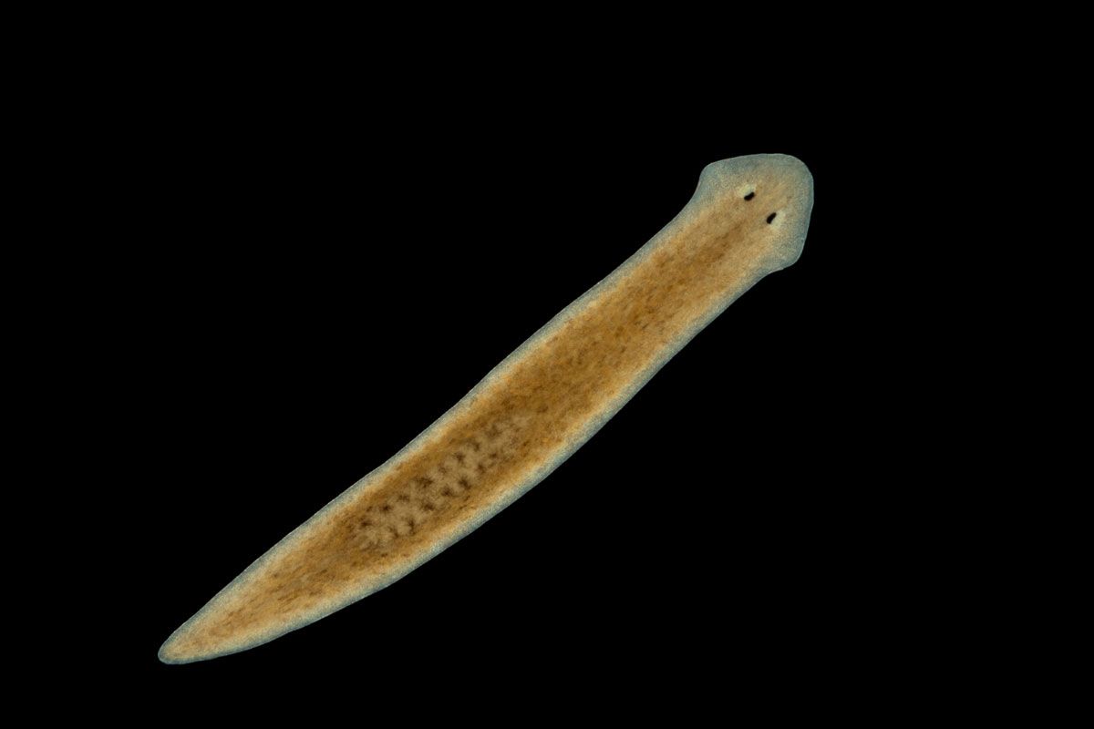 プラナリア（Shutterstock.com）