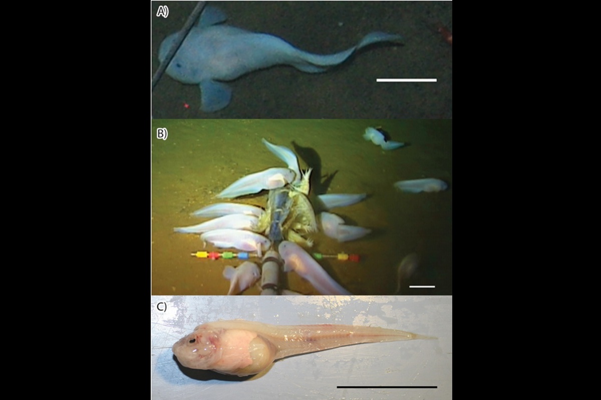 main_image_2debc55f5d4412a50f5