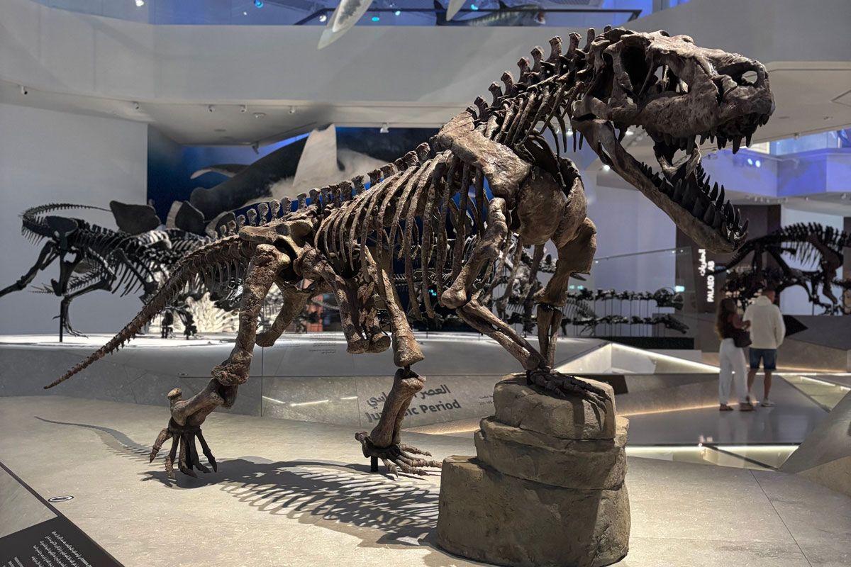 アブダビ自然史博物館展示されているティラノサウルス・レックスの骨格標本（Me.Karim1983/Shutterstock.com）