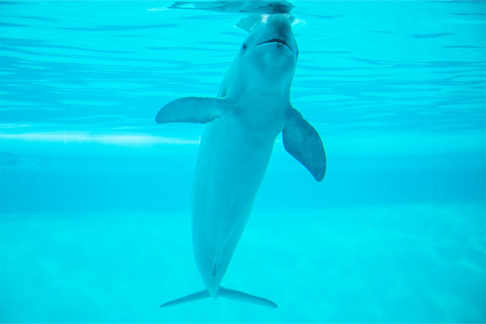 スナメリ（Getty Images）