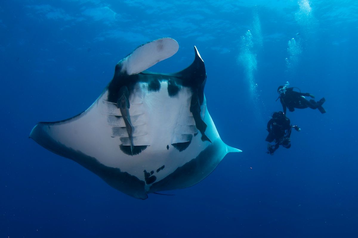 ホンソメワケベラ以外で鏡像自己認知テストに合格した魚類のオニイトマキエイ（	VW Pics / Getty Images）