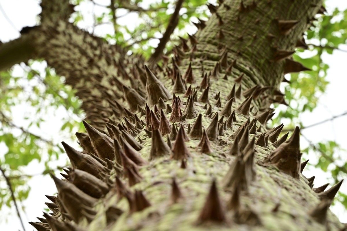 スナバコノキの幹（Shutterstock.com）