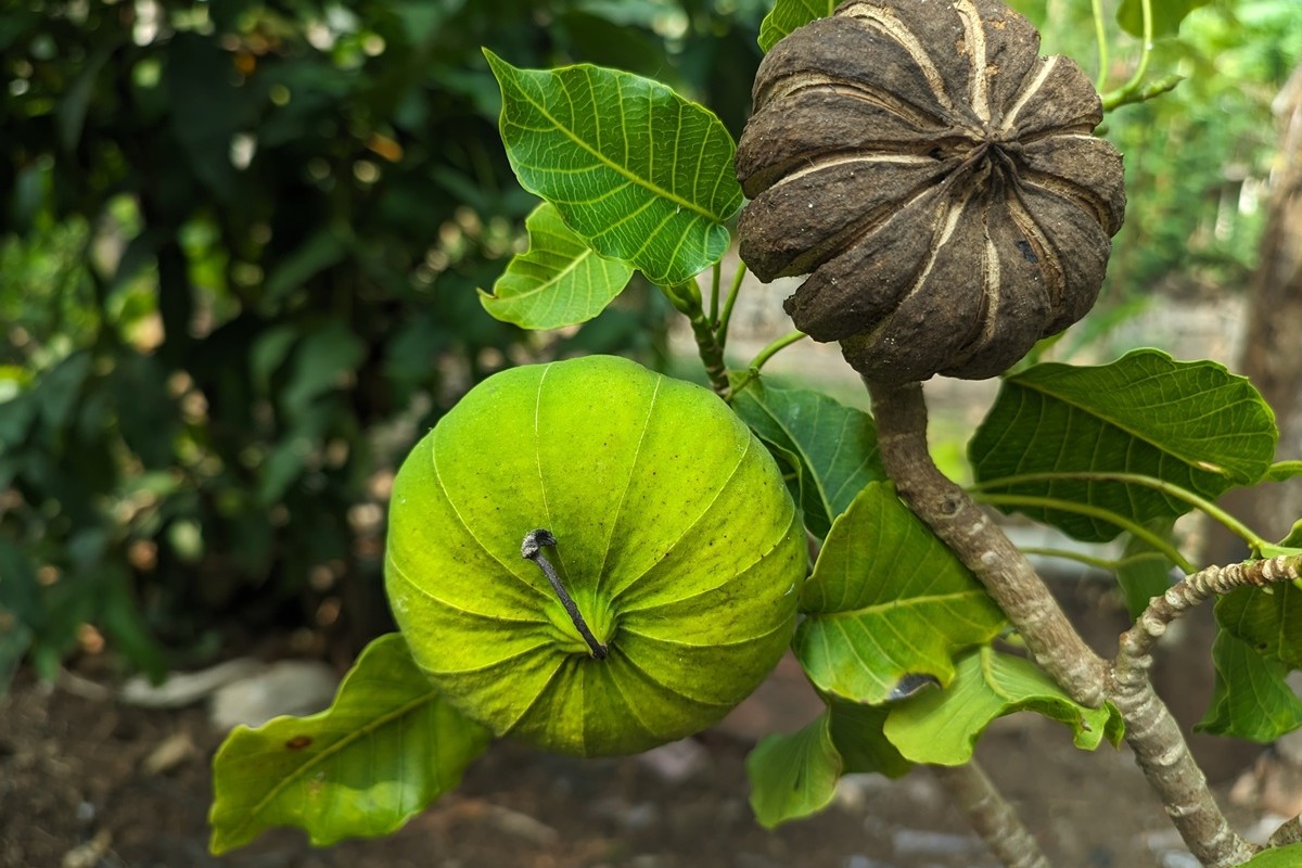 時速240kmで種子を飛ばすスナバコノキの驚くべき進化 | Forbes JAPAN