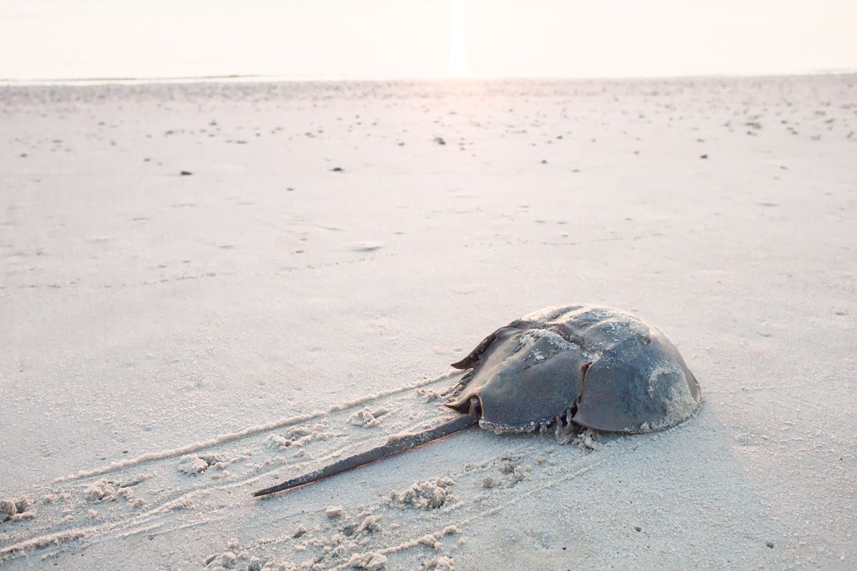 カブトガニ（Shutterstock.com）