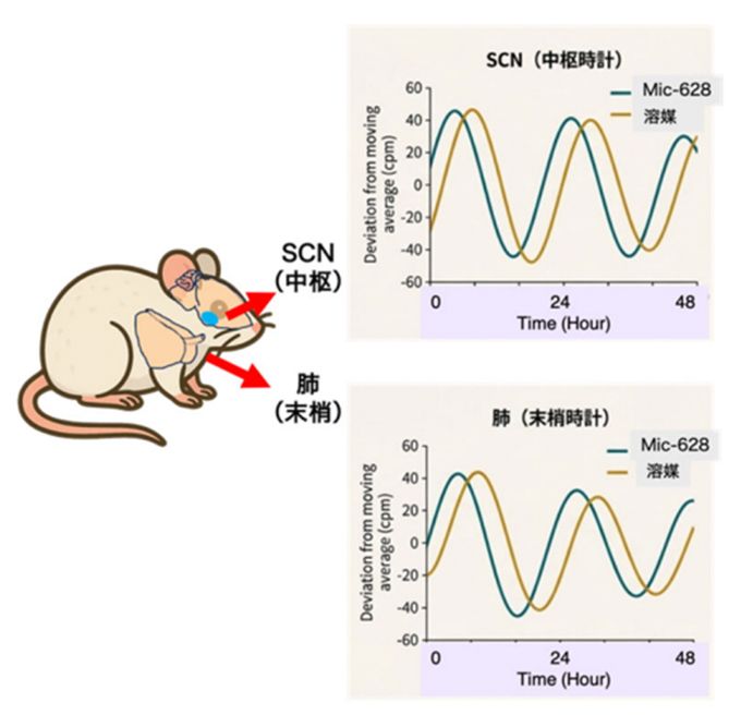 マウスの脳視交叉上核と肺の末梢組織の体内時計も同時に2時間進んだ。