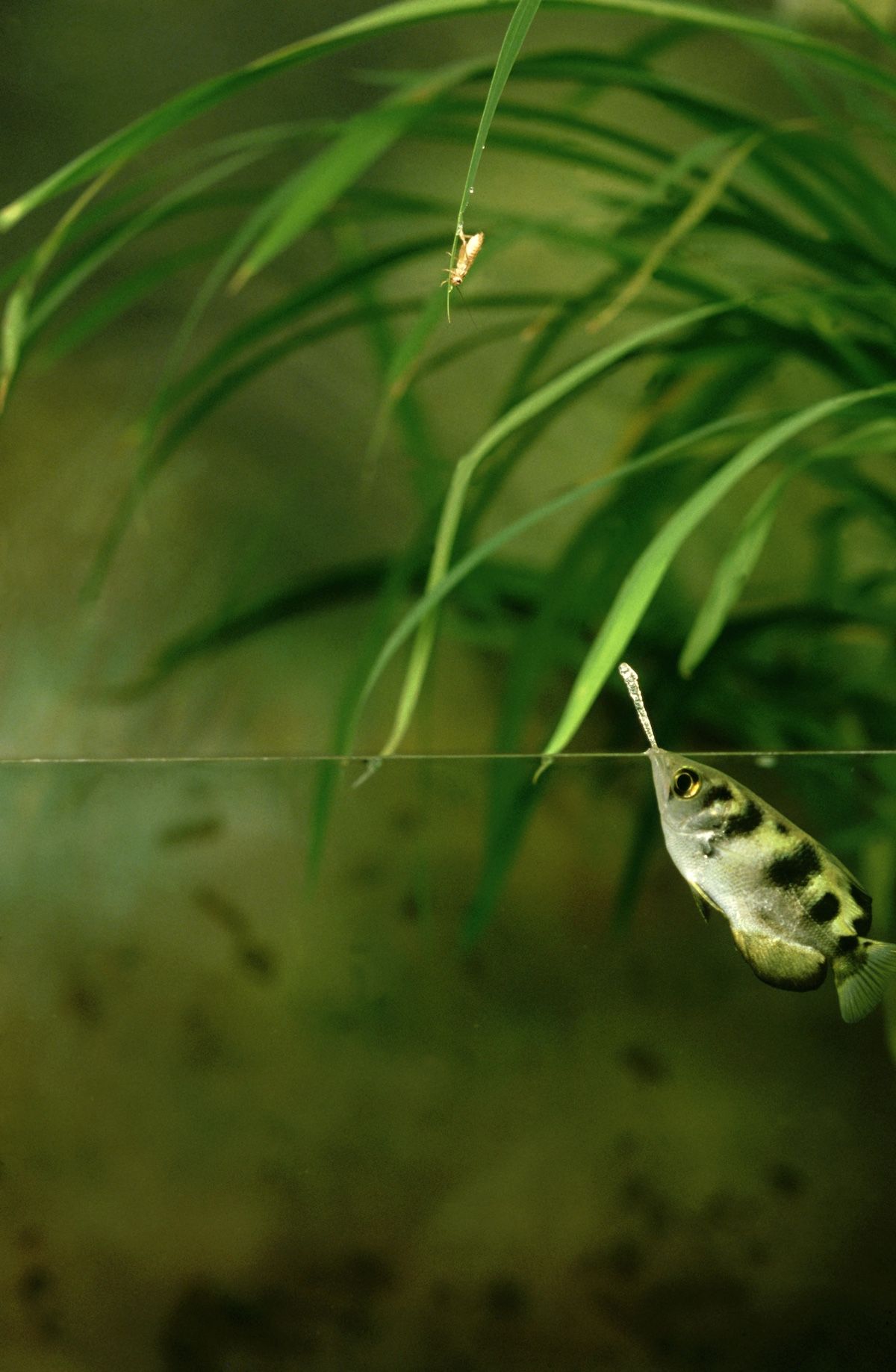 水面上の昆虫に向かって水を吐き出すテッポウウオ（Oxford Scientific / Getty Images）