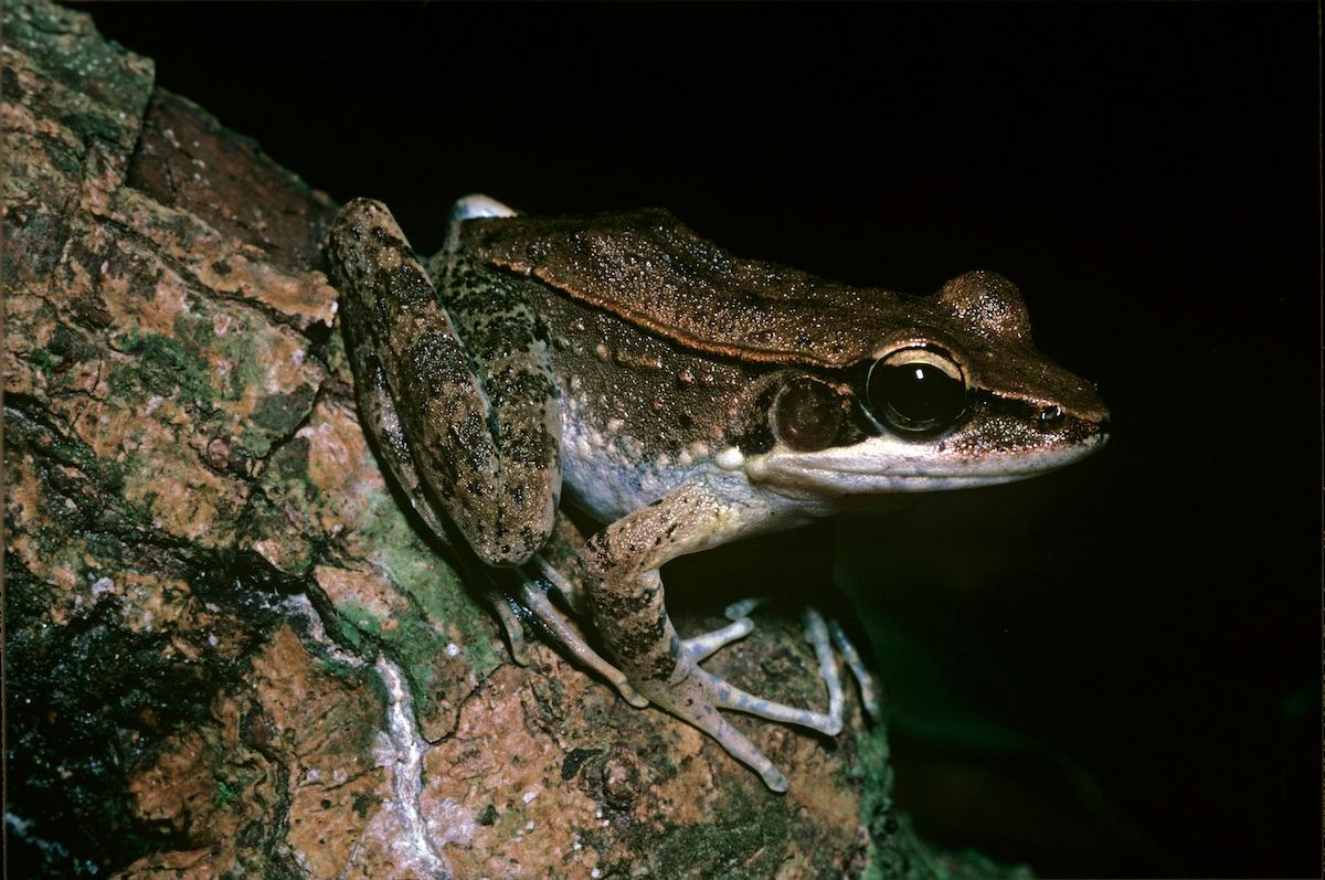 長期間にわたる凍結耐性を持つアメリカアカガエル属のカエル（Auscape / Getty Images）