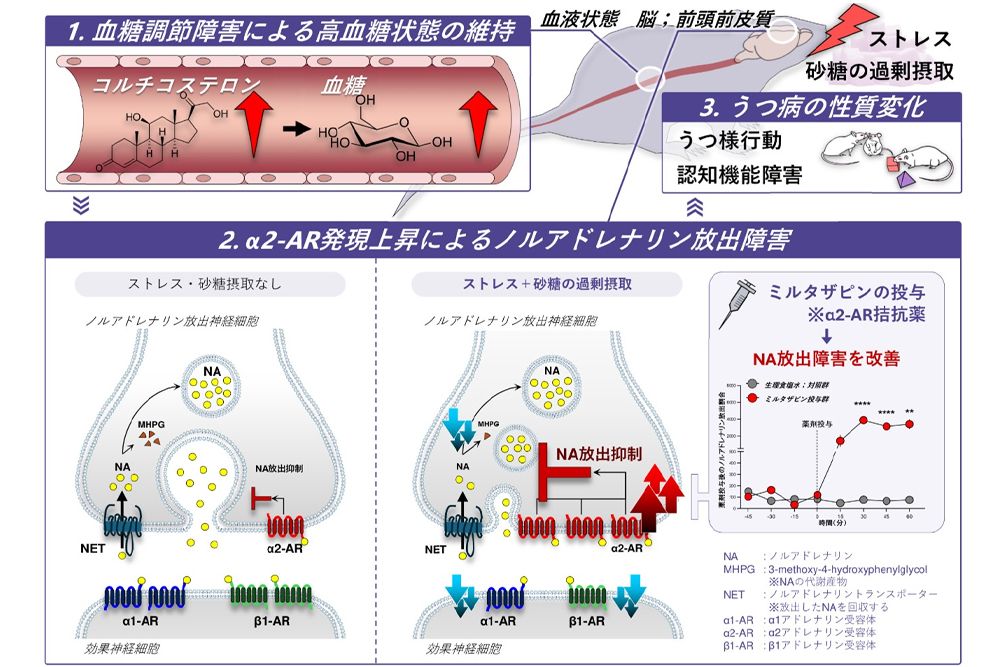 上はストレスホルモンであるコルチコステロンにより血糖の調整が乱れる様子、下はノルアドレナリンの放出制御が乱れる様子を示している。